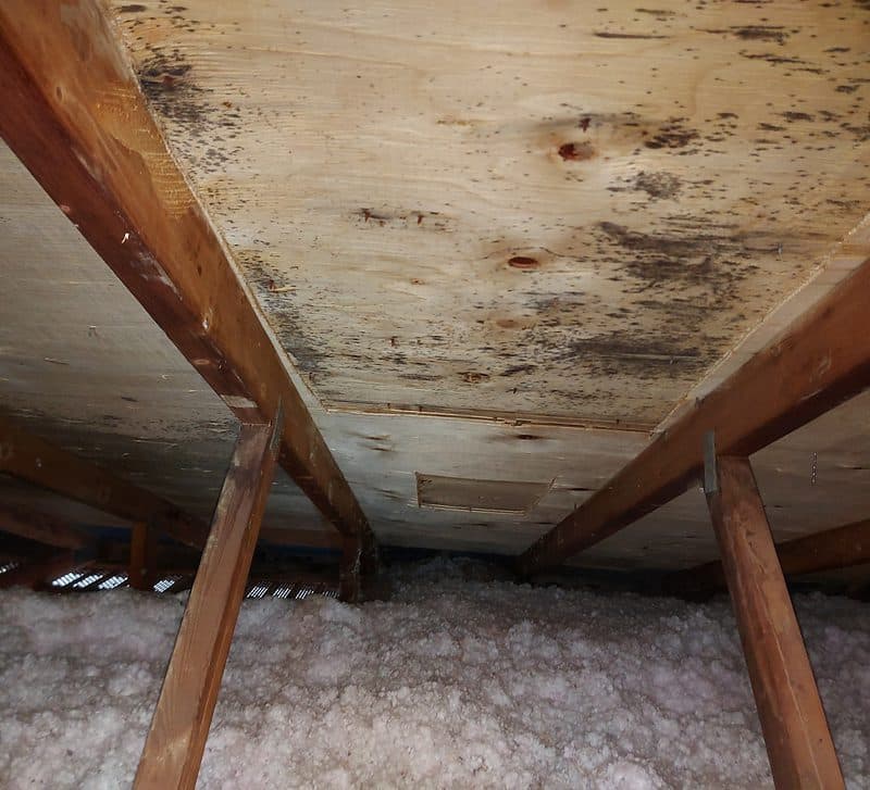 Attic roof sheathing with mold staining